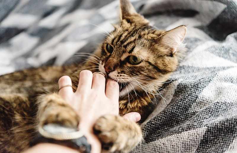 Pertolongan Pertama pada Luka Akibat Gigitan Kucing, Tindakan Cepat untuk Mencegah Infeksi