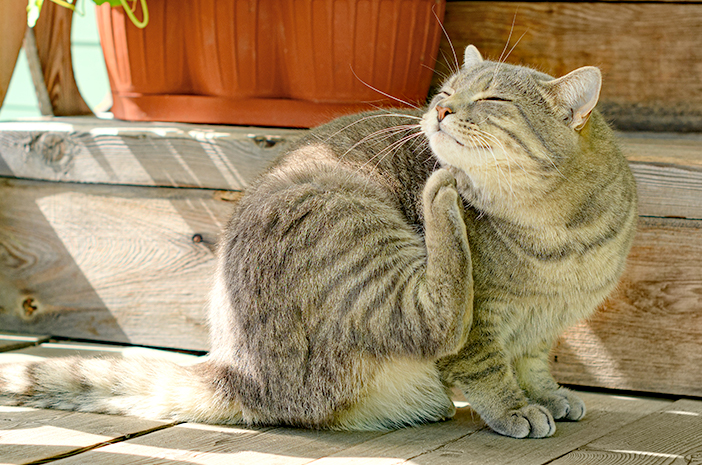 Solusi Tepat Mengatasi Kutu Kucing Untuk Kesehatan Hewan Peliharaan Anda