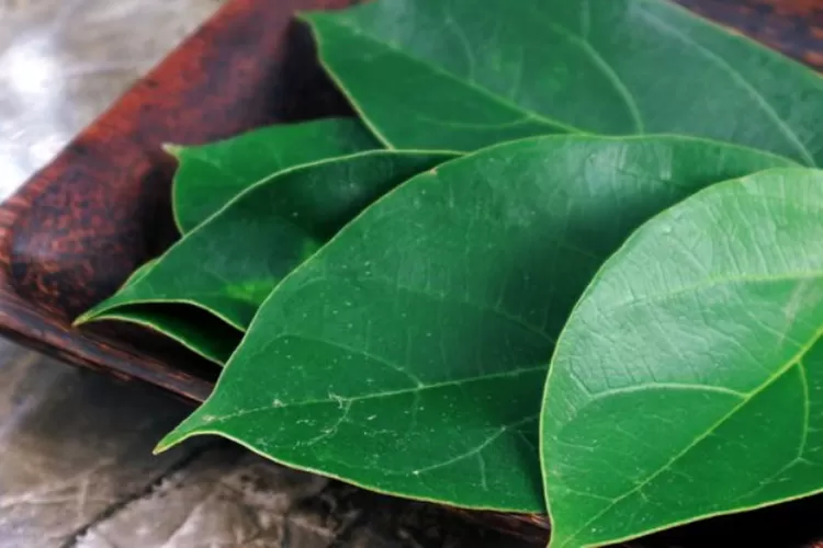 Manfaat Daun Cincau Hijau